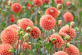 A patch of orange dahlias