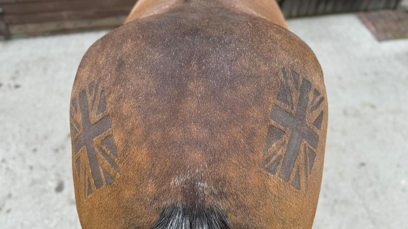 A picture of Hovis the horse from behind and above showing the union flag clipped into his hind quarters
