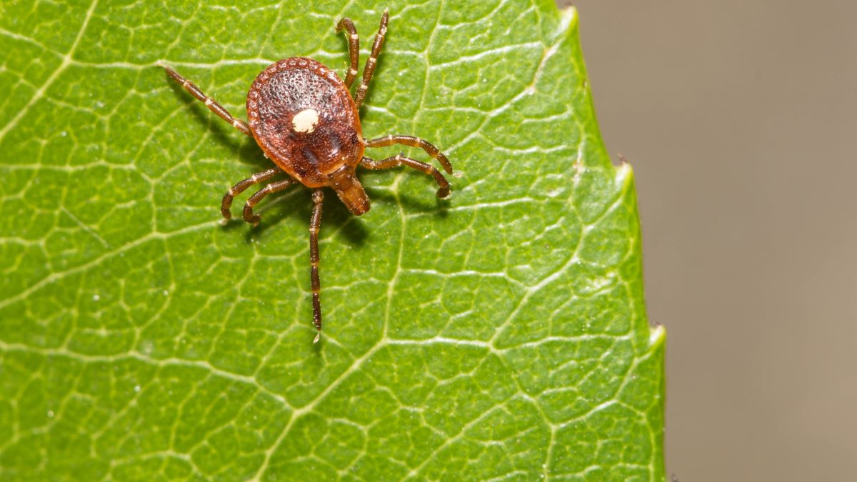 Tick on a green leaf