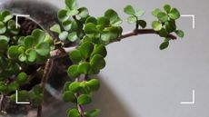 picture of jade plant in clear vase