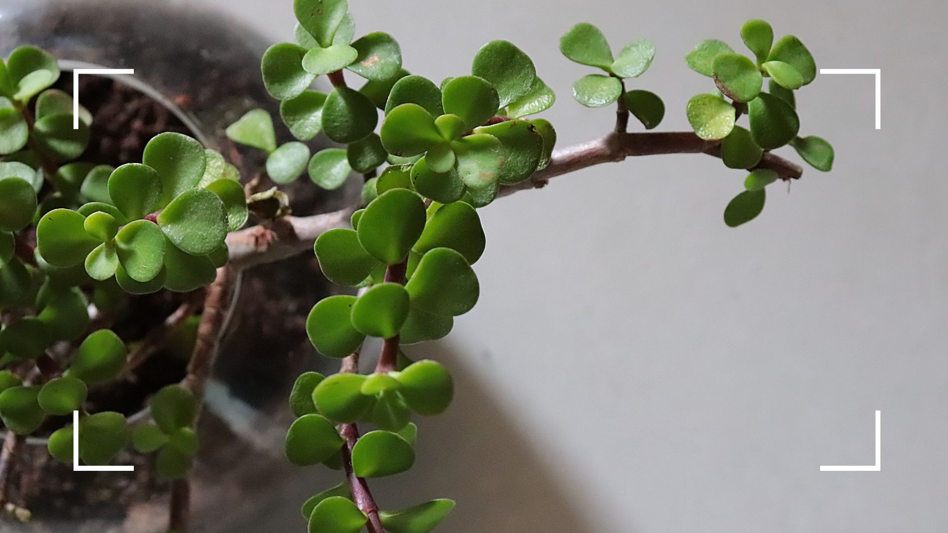  picture of jade plant in clear vase