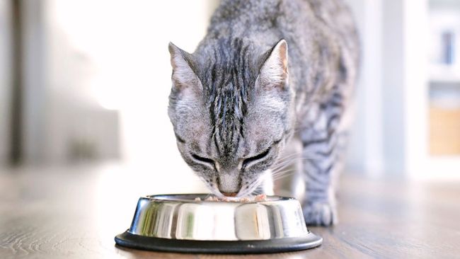 The best cat food bowl for your foodie feline | PetsRadar