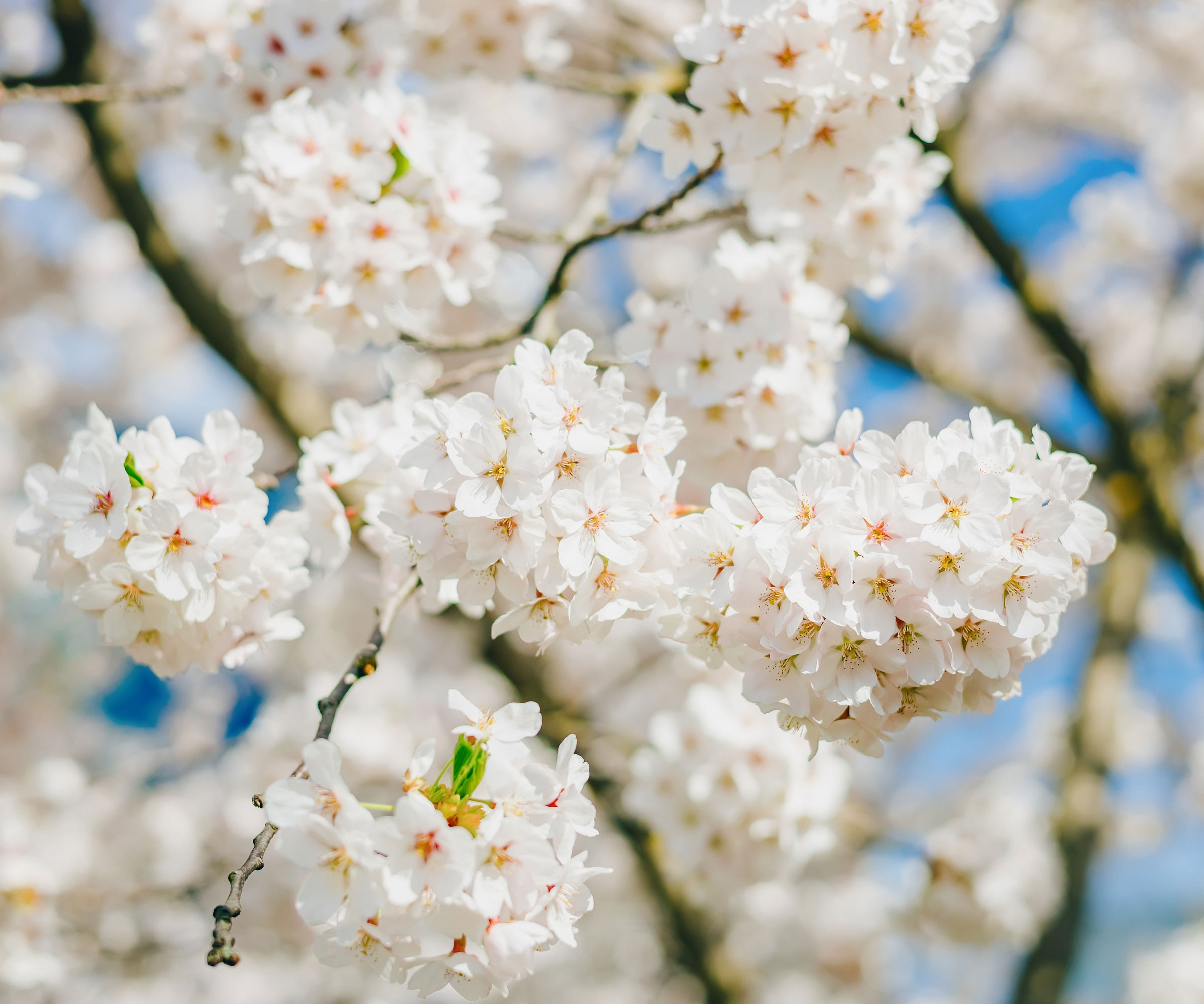 white cherry tree with bright white blossoms against blue sky