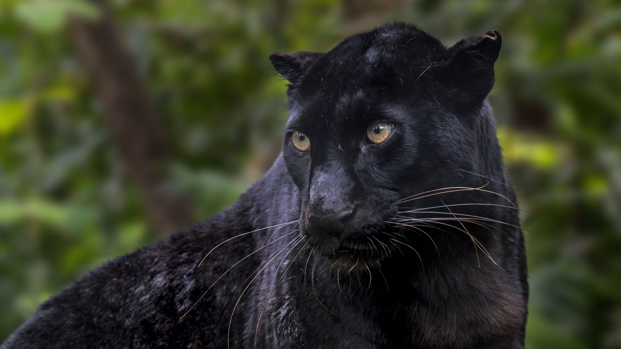 Photographer Captures Rare Melanistic Indian Leopard Family