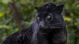 Black panther in the wilderness, looking to camera left 