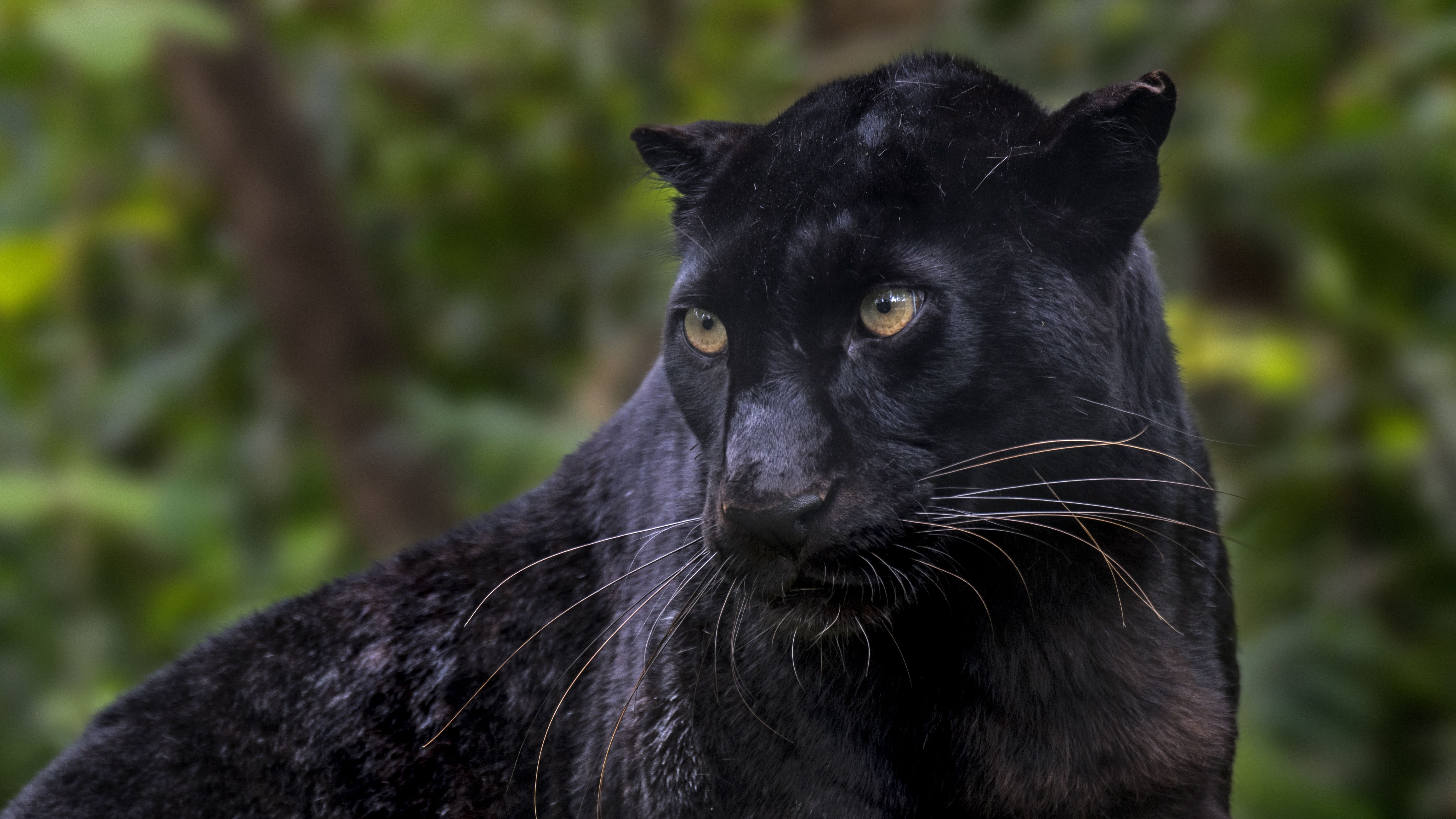 Black panther in the wilderness, looking to camera left 