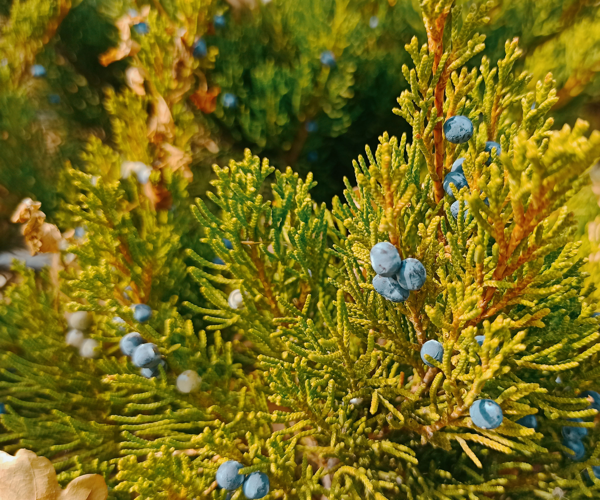 Eastern red cedar growing in backyard