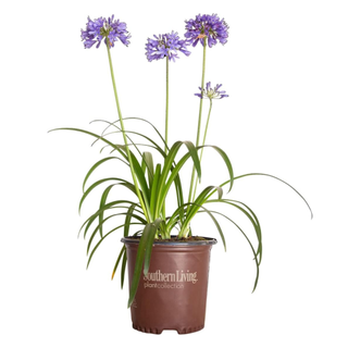 Agapanthus plant in a pot