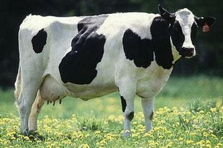 Cow