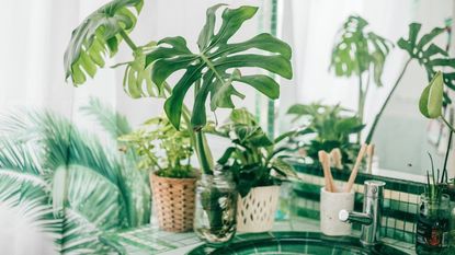 Monstera and other houseplants on a bathroom sink