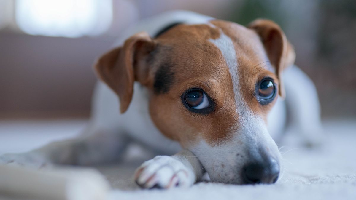 Swedish farmdog lying on the floor