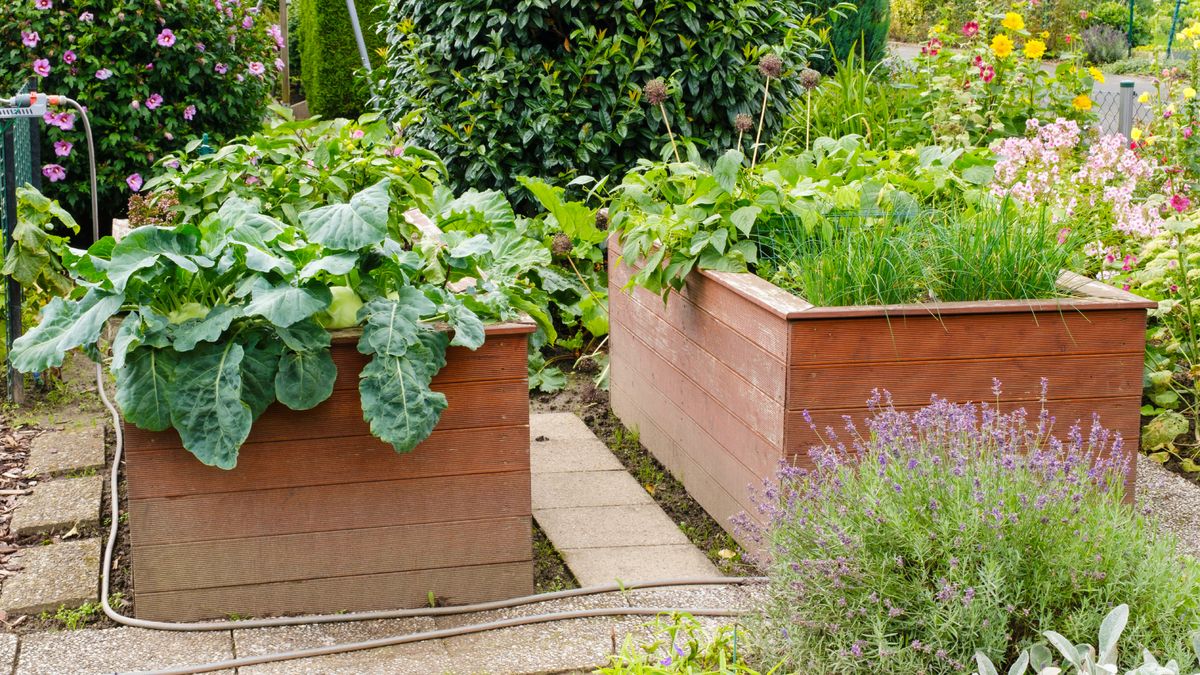 Are You Making These 5 Common Raised Bed Mistakes? Here’s How to Fix Them to Save You Time, Money & Stress