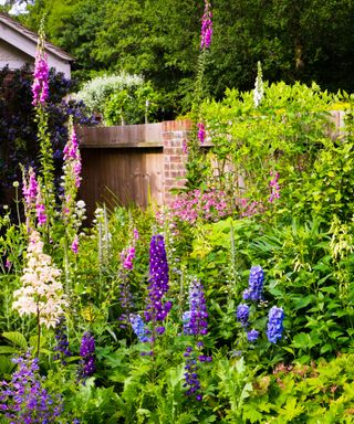 A cottage garden with foxgloves