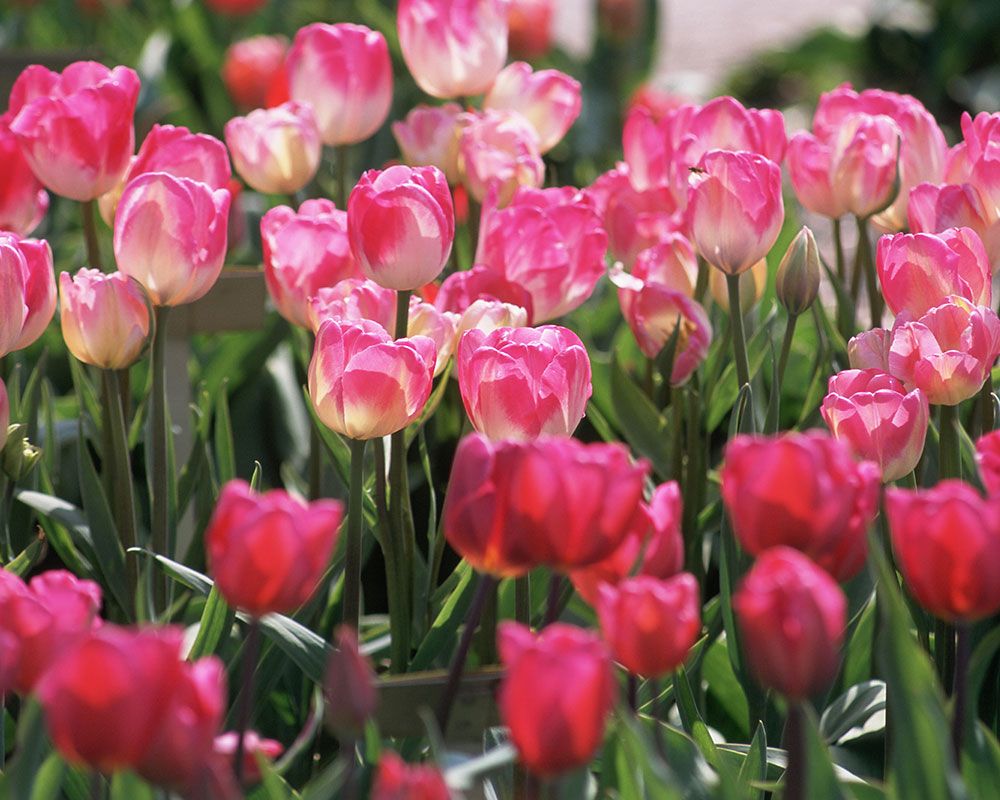 How to plant tulip bulbs for a display of spring flowers Homes & Gardens