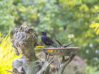Bird in fountain of pan statue in conservatory garden