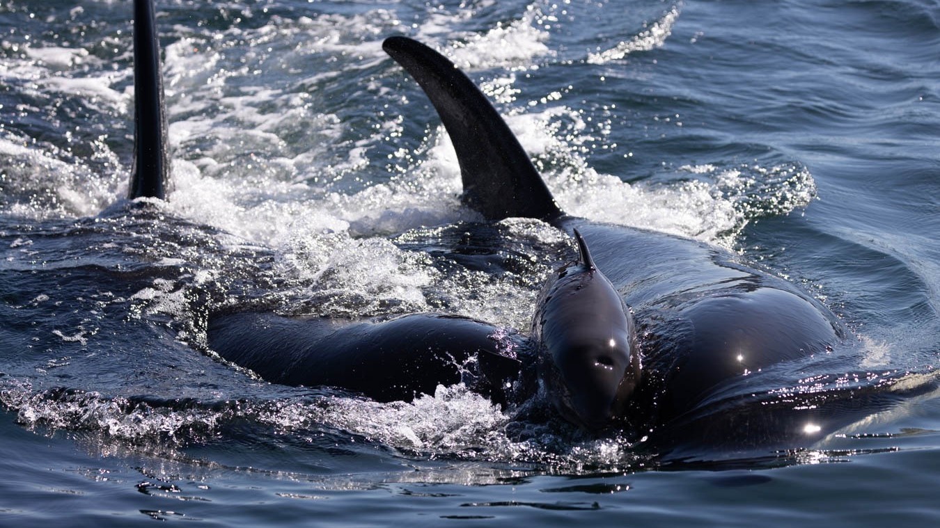 Orcas are harassing and playing with baby porpoises in deadly game that ...