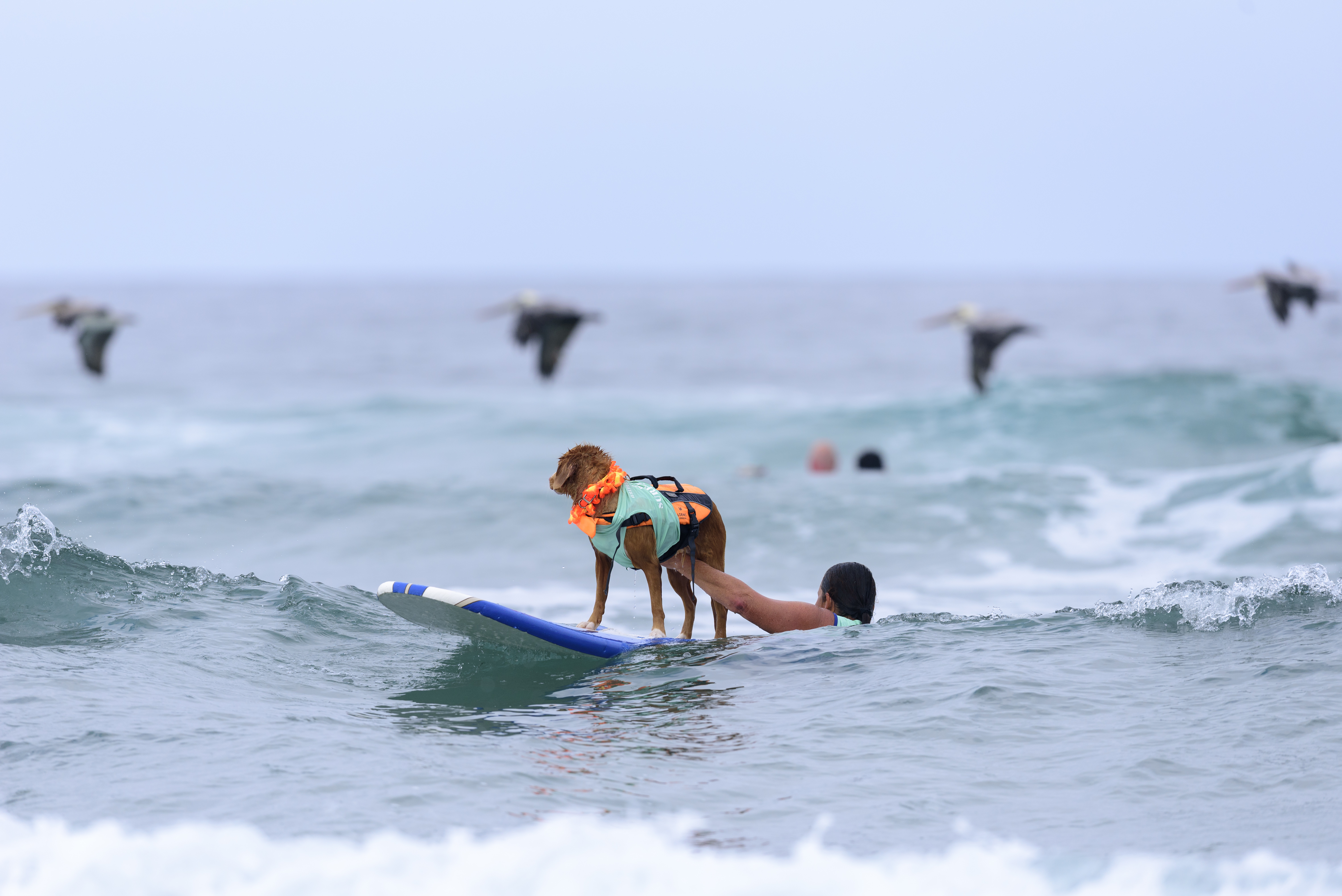 Nova Scotia duck tolling retriever wearing a life jacket and standing on a surf board in the ocean