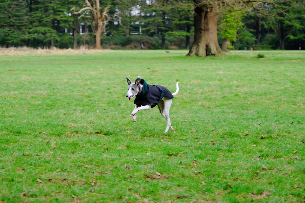 A photo of a whippet running across an open field, taken on the Fujifilm X-H2S