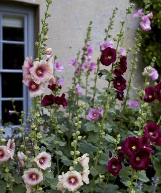 Hollyhocks