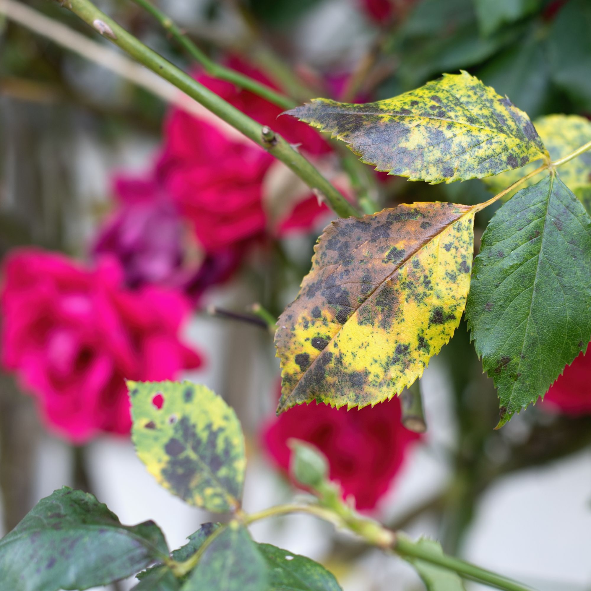 roses with black spot