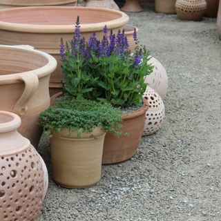A potted lavender sits next to some terracotta pots in the Mediterranean Garden at RHS Chelsea Flower Show