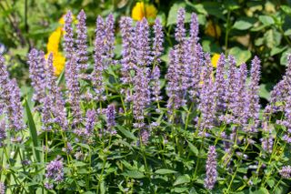 A patch of agastache blue fortune flowers