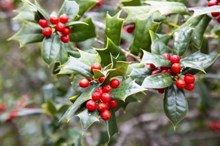 close up of dwarf english holly shrub with green leaves and red berries
