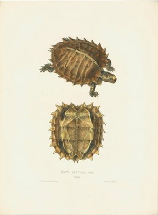 Spiny Turtle (formerly Emys spinosa) from Thomas Bell FRS, A Monograph of the Testudinata (London, 1832–6)
