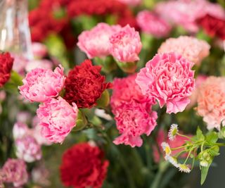 Carnations