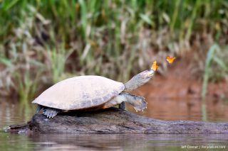 Here are several butterflies going after a single yellow-spotted river turtle. The turtle's tears contain salt, specifically sodium, an important mineral that is scant in the western Amazon.