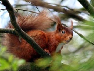 red squirrel