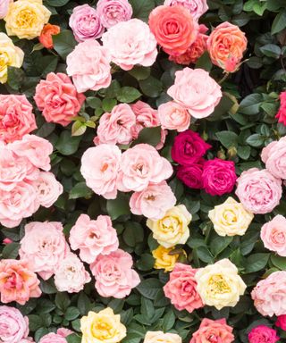 A cluster of light pink, dark pink, yellow, and peach roses with dark green leaves