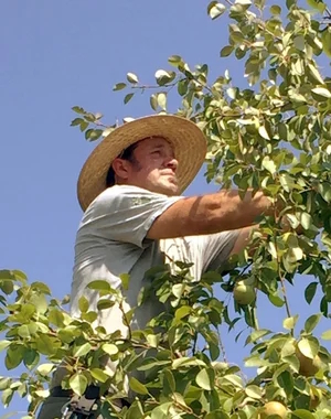 Matt Bunch, Horticulturist