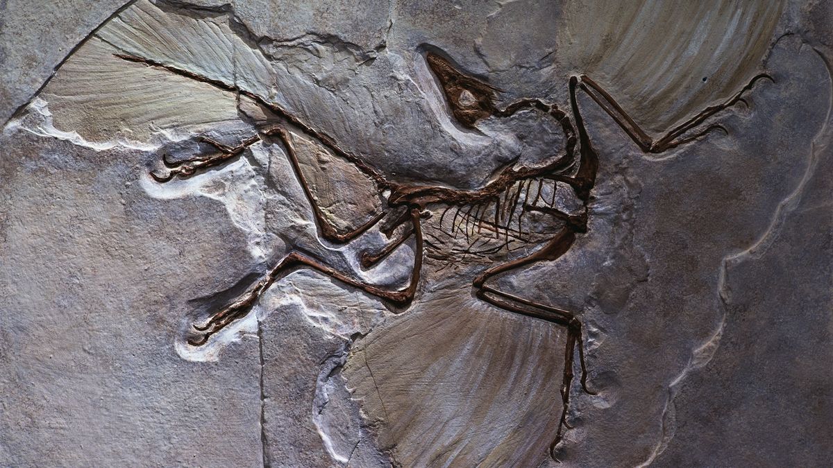 A fossil of Archaeopteryx