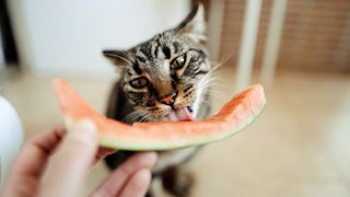What human food can cats eat? Cat eating a piece of watermelon