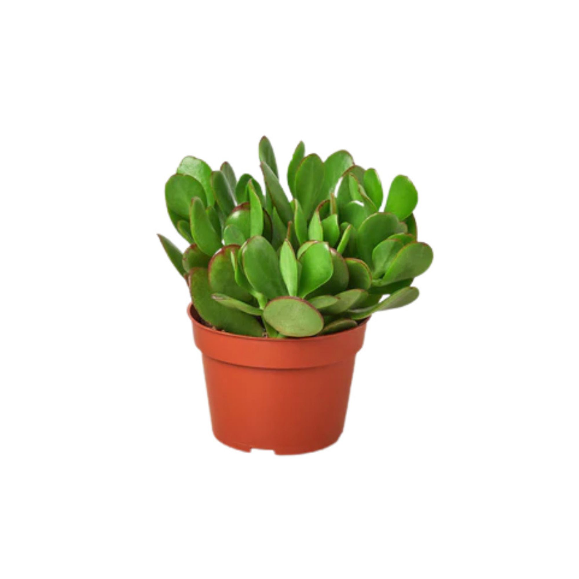 Jade Succulent