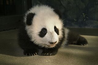 Tai Shan, the first surviving giant panda cub born at the Smithsonian’s National Zoo, was sent to The People’s Republic of China in 2010, as stipulated in the agreement between the Zoo and the Chinese government.