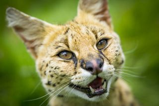 Serval, super cats nature pbs