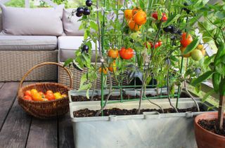 tomatoes growing in a container