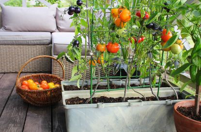 tomatos growing in a container