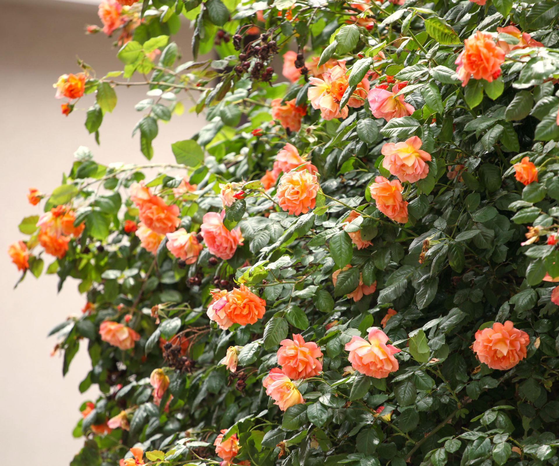 orange roses in bloom near white garden wall
