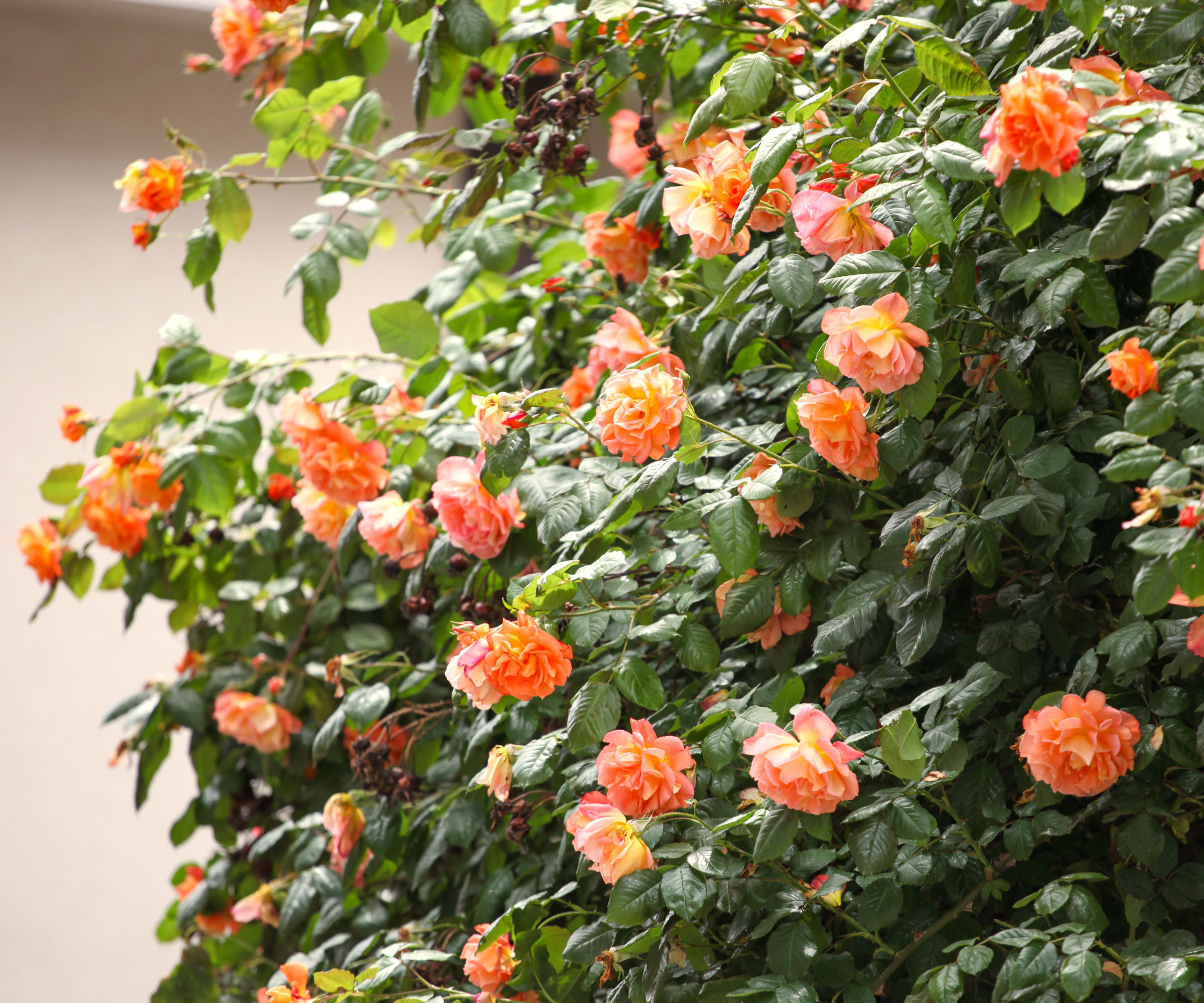 orange roses in bloom near white garden wall