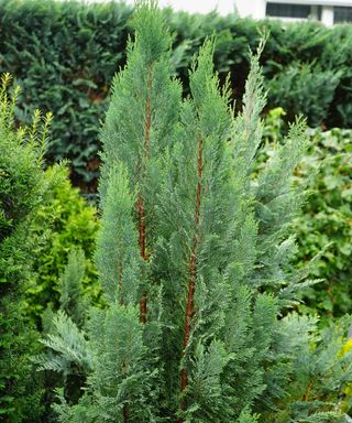 Lawson cypress tree growing in an evergreen border