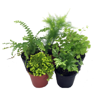 An assortment of mini fern plants