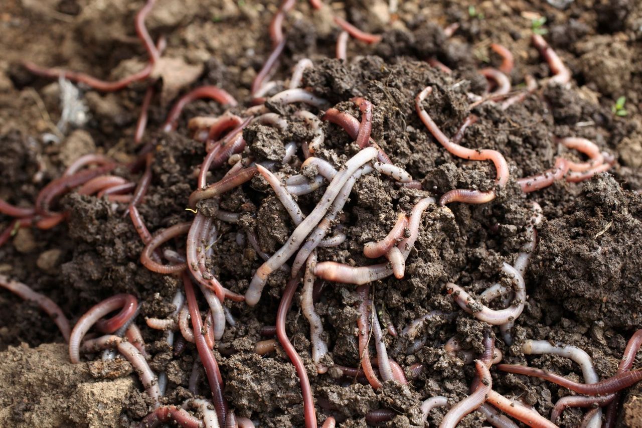 Vermicomposting Pile Full Of Worms