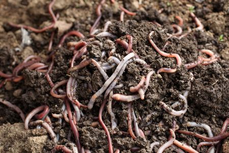 Tips & Information about Vermicomposting | Gardening Know How