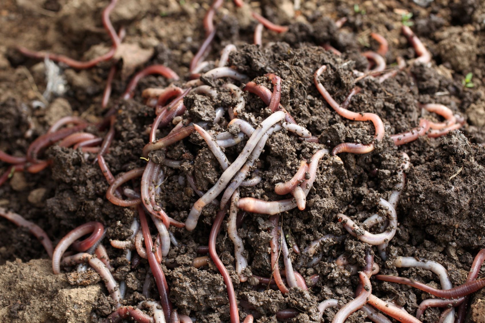 Vermicomposting Worm Types - What Are The Best Worms For Compost Bin