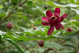 Carolina Allspice or Eastern Sweetshrub (Calycanthus floridus).