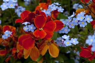 Blue and orange flower combination