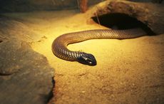 A photo of a mulga snake